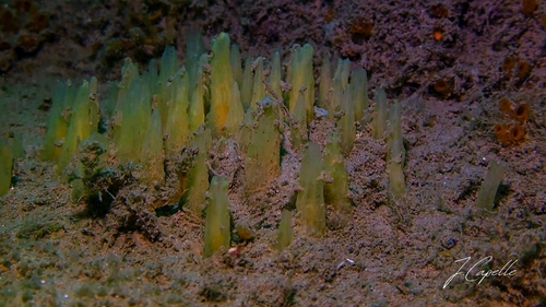 Ciocalypta observed 2026-06-27