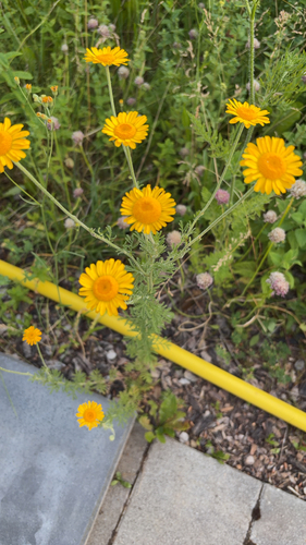 Golden marguerite