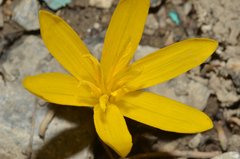 Colchicum luteum