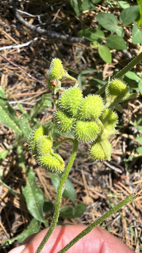 iNaturalist observation photo of western hound's tongue