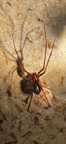 Pimoa graphitica