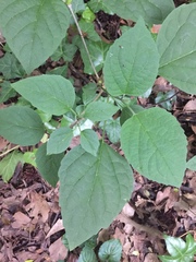 Clerodendrum trichotomum