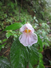 Impatiens loheri
