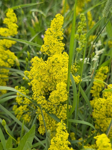 Lady's Bedstraw