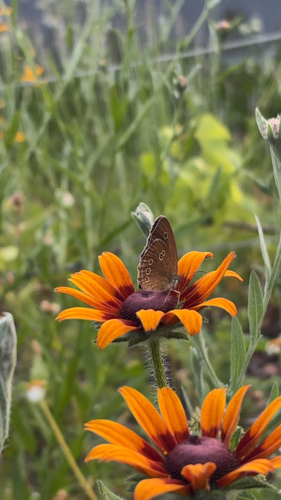 Ringlet