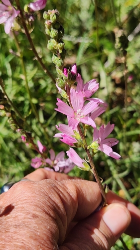 iNaturalist observation photo of Oregon Checker-mallow