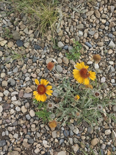 great blanketflower