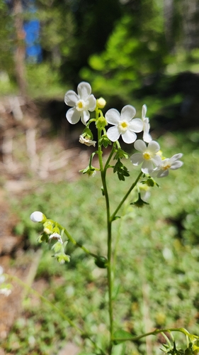 iNaturalist observation photo of California stickseed