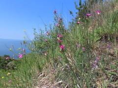 Dianthus polymorphus