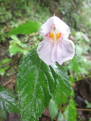 Impatiens loheri