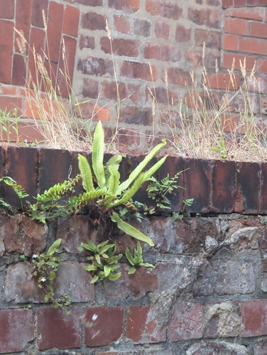 Hart's-tongue fern
