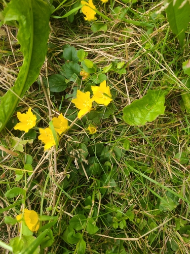 creeping Jenny