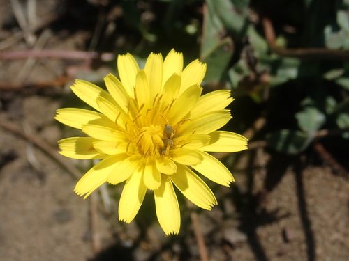 Agoseris apargioides, photograph 3