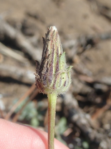 Agoseris apargioides, photograph 4