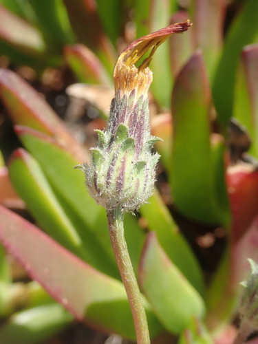Agoseris apargioides, photograph 2