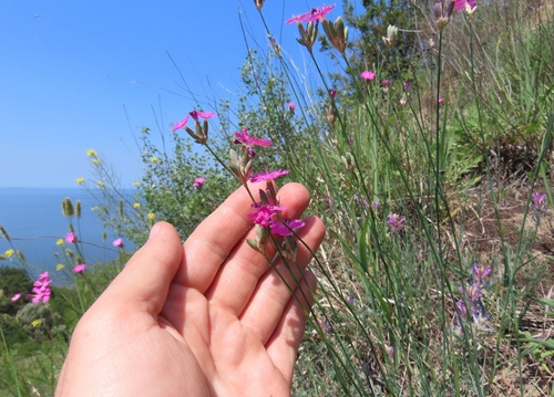 Dianthus polymorphus, photograph 1