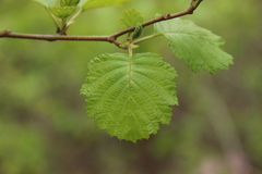 Alnus hirsuta