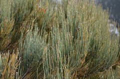 Ephedra equisetina