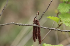 Alnus hirsuta