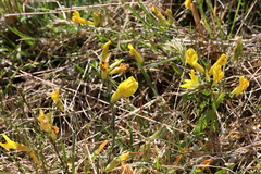 Chamaecytisus ratisbonensis