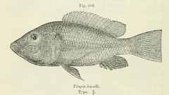 Blackbelly Tilapia photo 2
