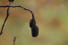 Alnus hirsuta
