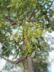 Simarouba glauca