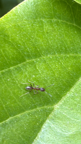 Argentine Ant