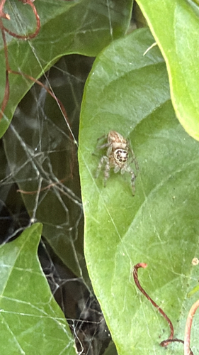 Colonus hesperus