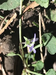 Viola silicestris