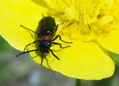 Nemognatha nemorensis