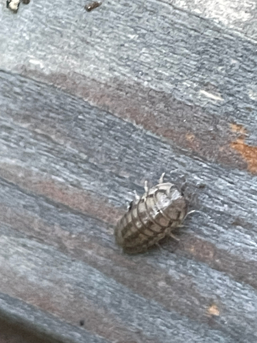 Nosy Pill Woodlouse