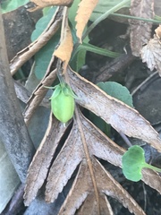 Viola silicestris