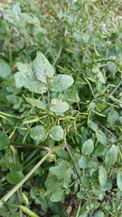 watercress
