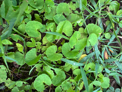 Centella asiatica observed 2026-06-27