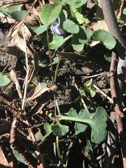 Viola silicestris