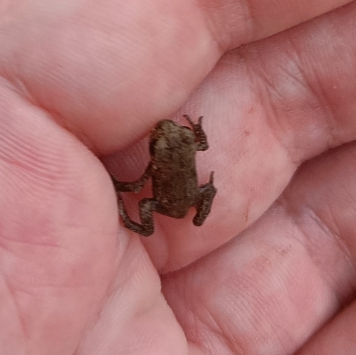 European Toad