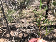 Dodonaea viscosa viscosa