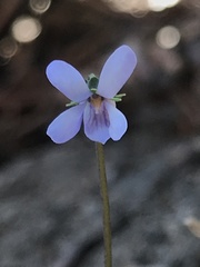 Viola silicestris