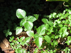 Didymodoxa capensis capensis