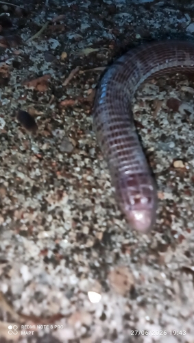 Southwest Iberian Worm Lizard