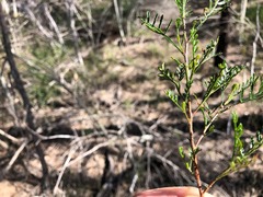 Dodonaea viscosa viscosa