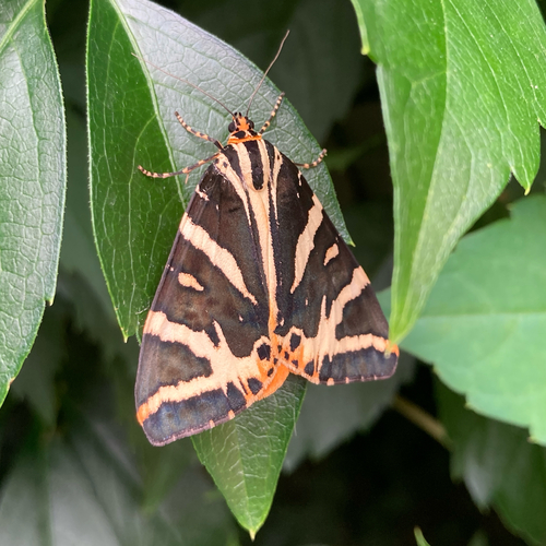 Jersey Tiger