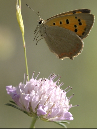 Small Copper