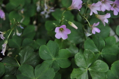 Oxalis