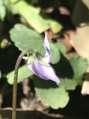 Viola silicestris