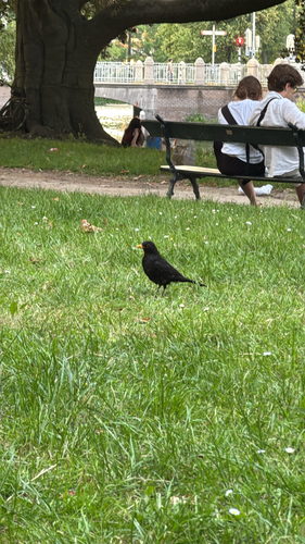 Eurasian Blackbird