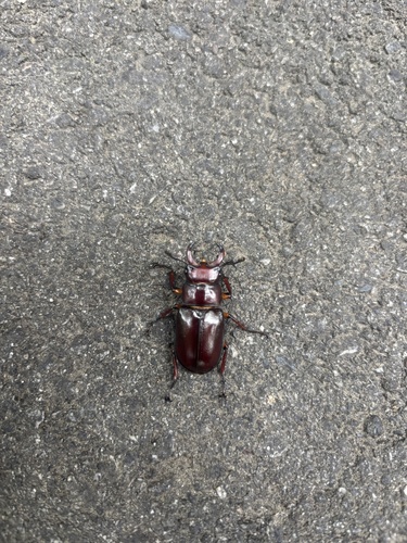 Reddish-brown Stag Beetle