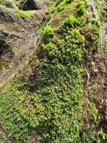 Caulerpa racemosa observed 2026-06-16