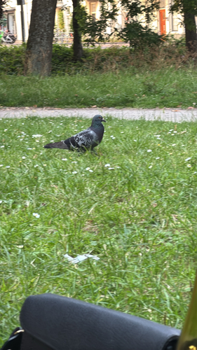 Feral Pigeon